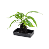 Plante Microsorum