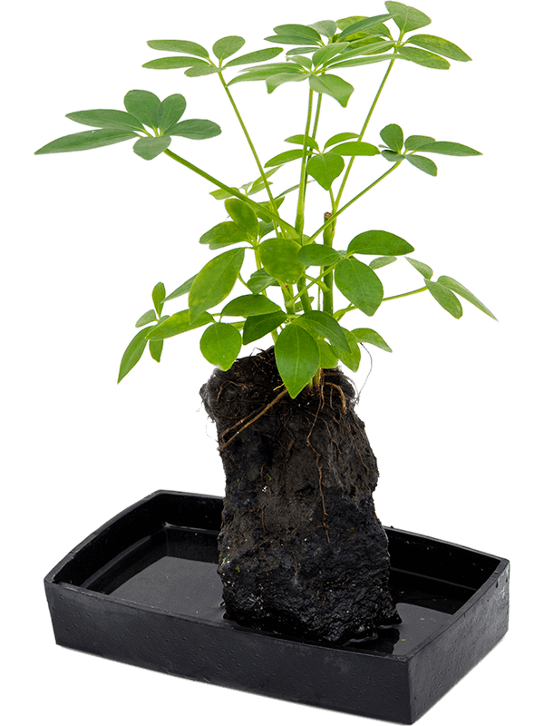 Plante Schefflera