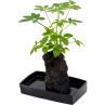 Plante Schefflera