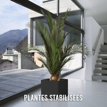 PLANTES STABILISEES